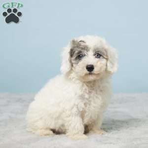 Leo, Miniature Poodle Puppy